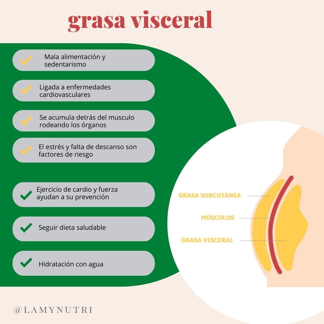 Dietista Nutricionista en Soria: Grasa visceral